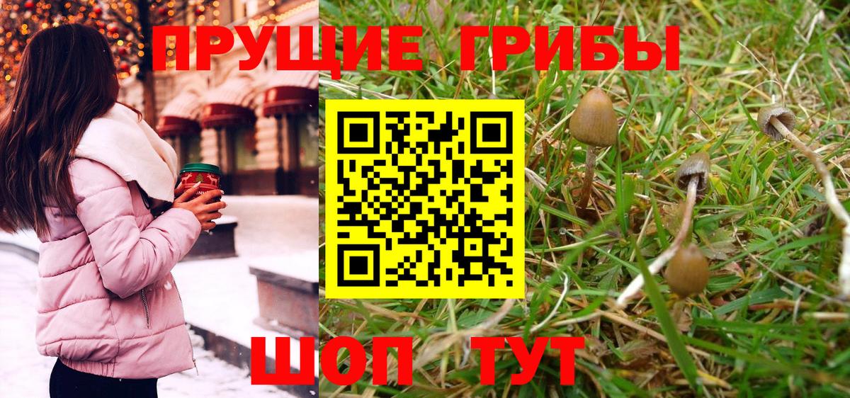 Псилоцибиновые грибы Psilocybine cubensis  Гурьевск  Галлюциногенные грибы мицелий 